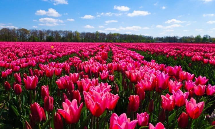 Tulip bulbs in bloom