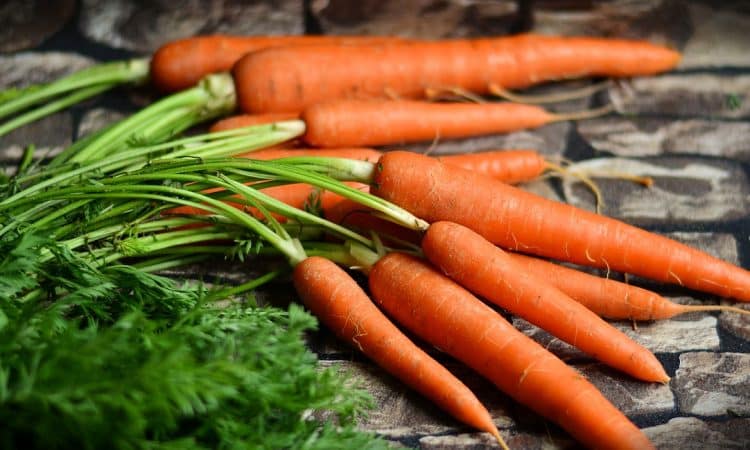 Growing Carrots