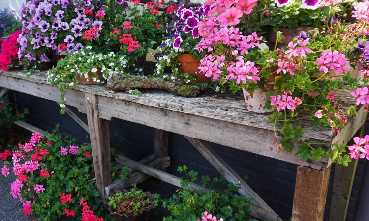 Growing Vegetables in Containers