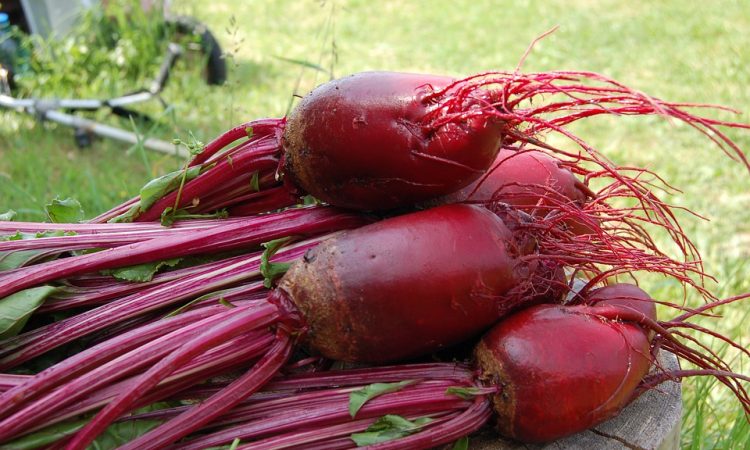 The Vegetable Guide - Beet