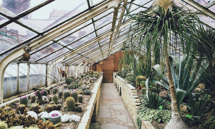 Tips for Cleaning Your Greenhouse