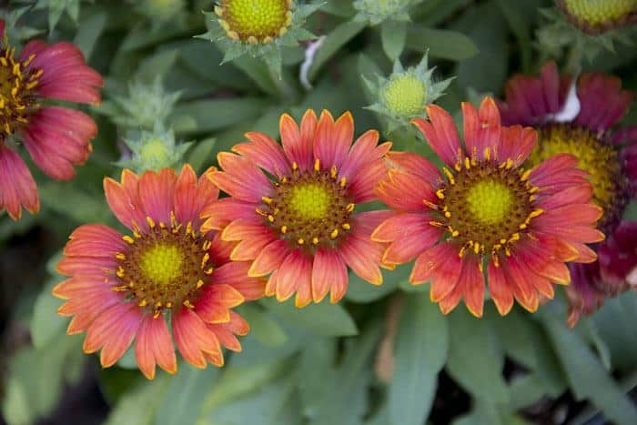 GAILLARDIA – Blanket flower, Annual Flower Info