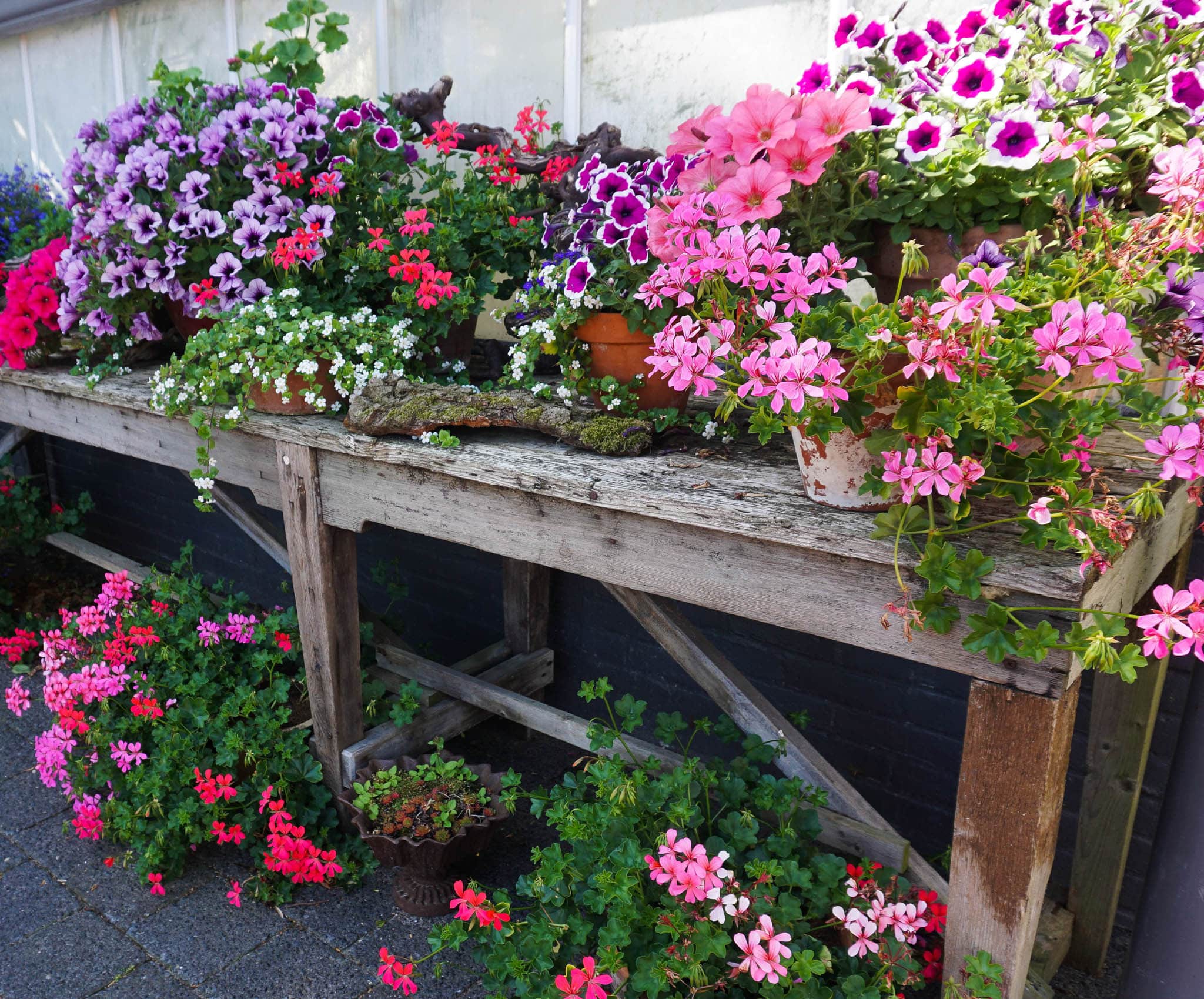 Rising Greens in Containers – Skilled Gardening Ideas