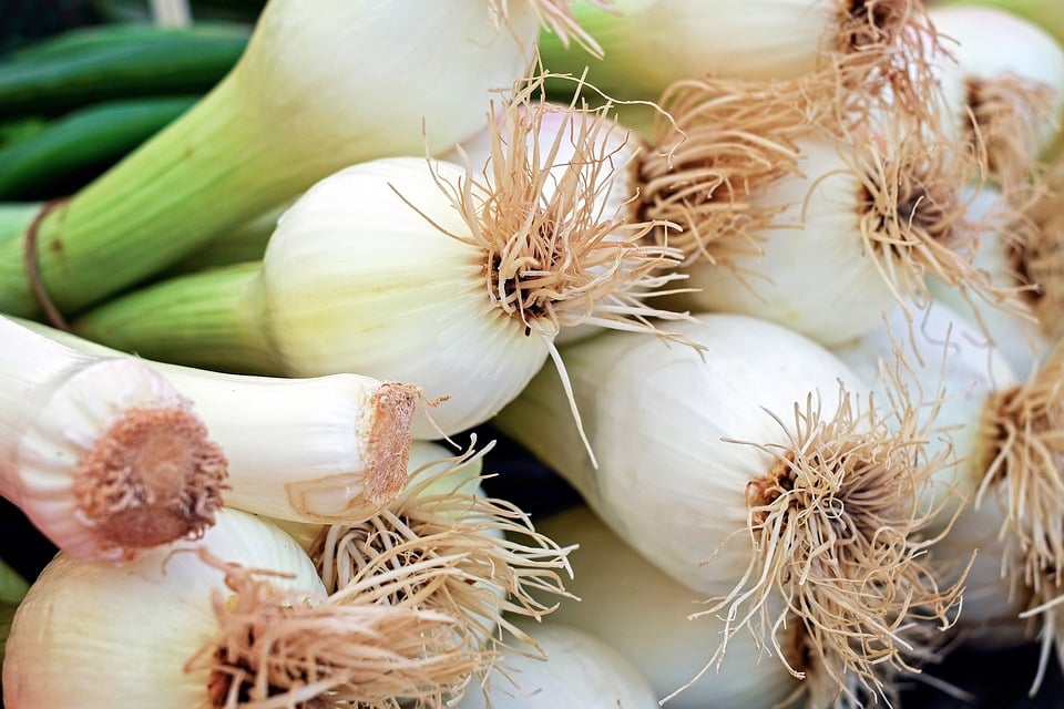 Rising Onions – Skilled Gardening Ideas