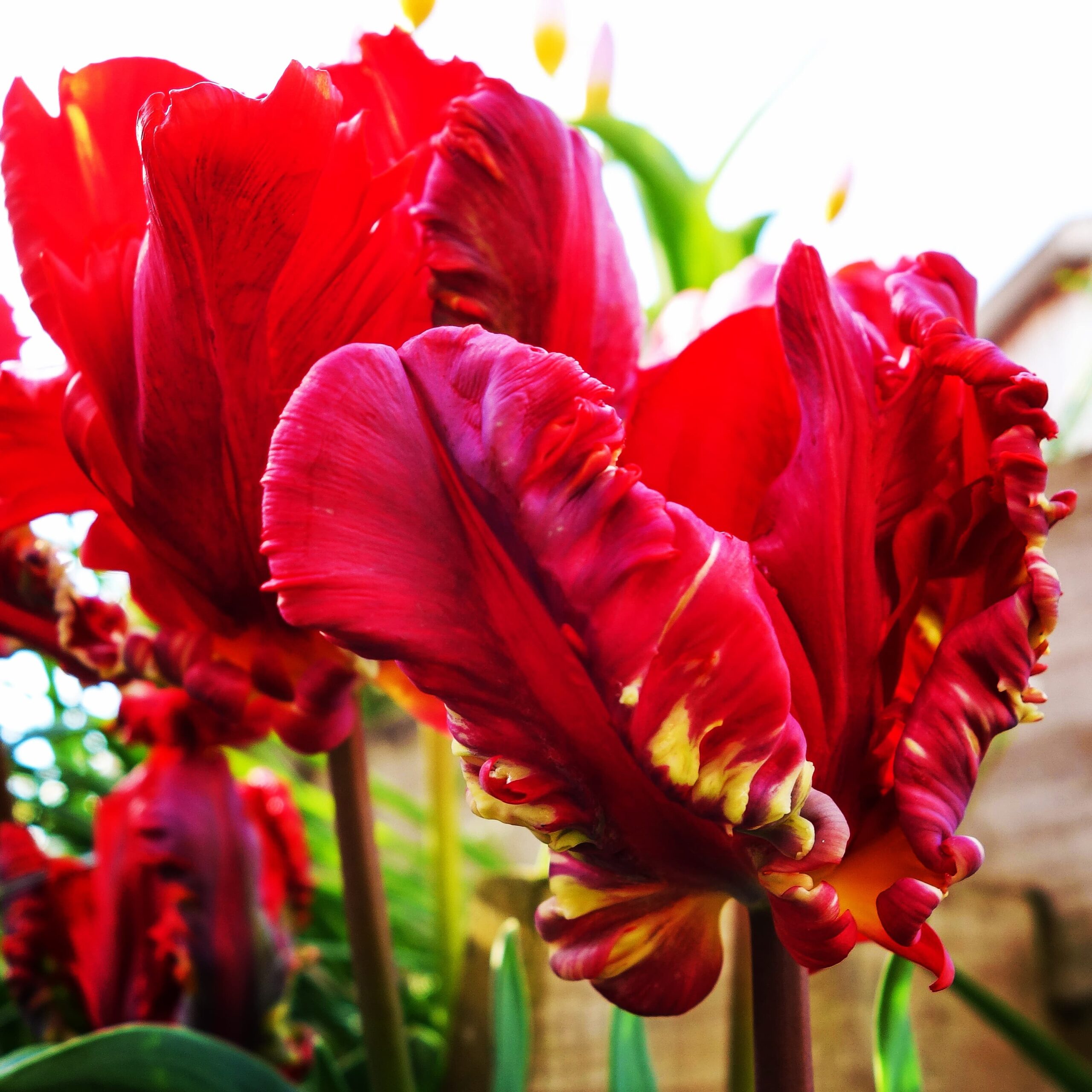 The best way to plant a backyard bulb – Tulips, Daffodils, Lily, and so forth