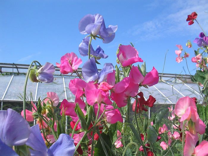 Rising Candy Peas, Annual Flower Info