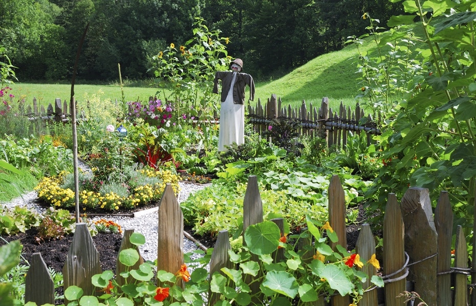 Youngsters and Vegetable Gardening – Skilled Gardening Ideas