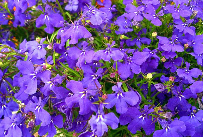 Plant look after Lobelia, Annual Flower Info